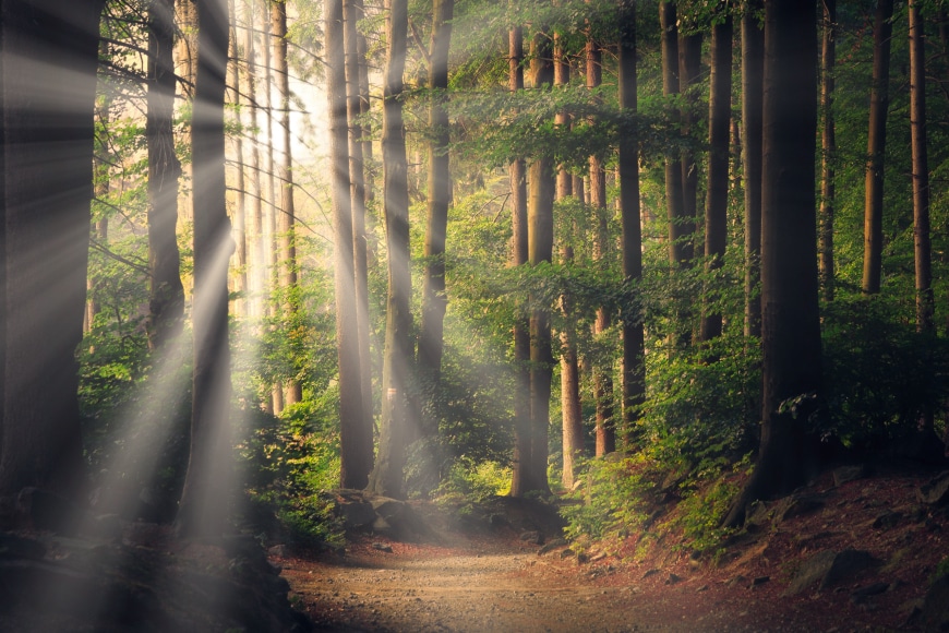 sun rays streaming through trees in forest sun rays streaming through trees in forest
