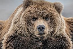 a brown bear laying on top of a sandy beach.