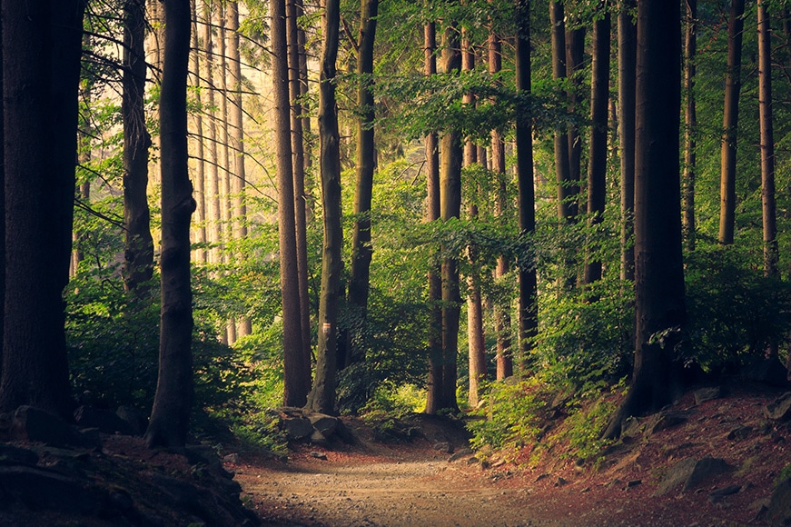 forest with trees in foreground forest with trees in foreground