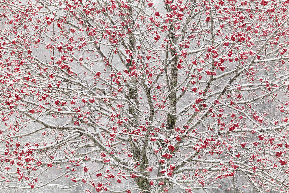 A tree covered in snow with red berries.