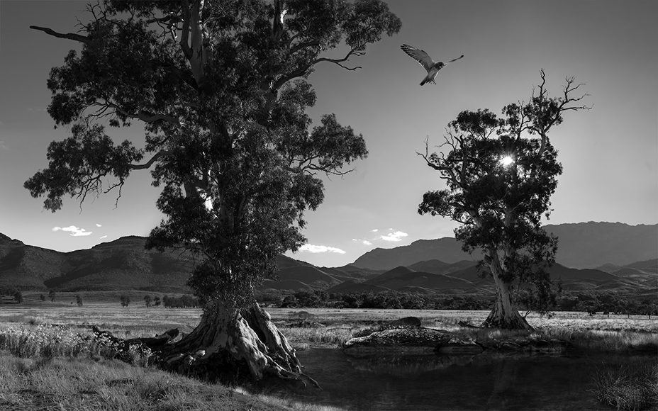 bird-flying between trees