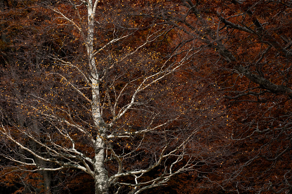 A bare tree in a wooded area.