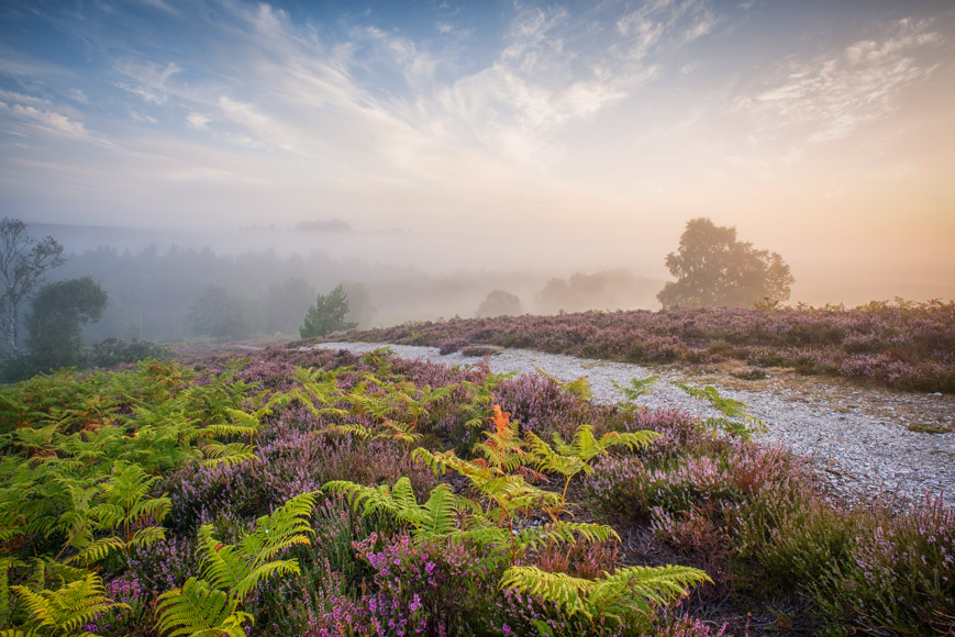 A foggy morning on a hillside with purple flowers and ferns.