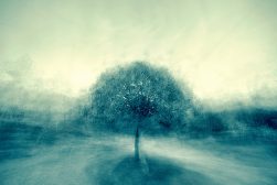a blurry photo of a tree in a park.