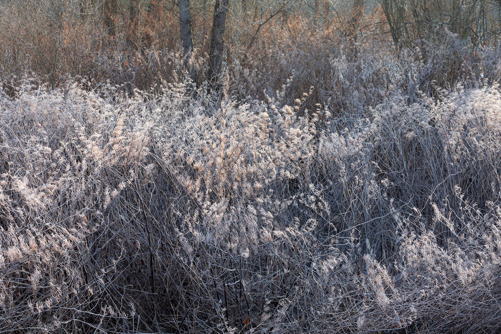 The grass is covered in frost.