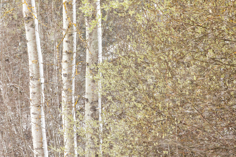 A group of birch trees in a wooded area.