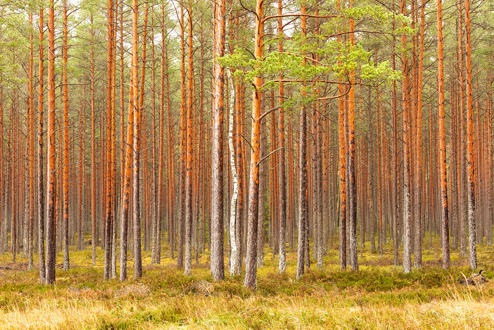 Pine trees in a forest.