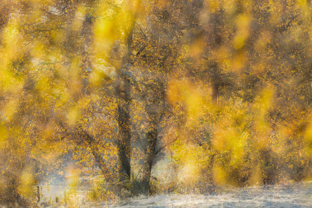 A blurred image of a field with trees.