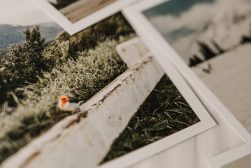 a bunch of pictures of trees and grass.