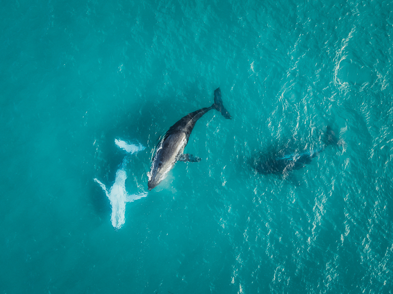 Two whales swimming in the ocean.