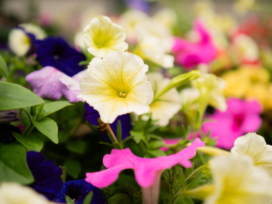 A close up of a bunch of flowers.
