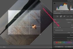 A photo of a dog in lightroom.