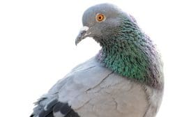 A pigeon with green and purple feathers on a white background.