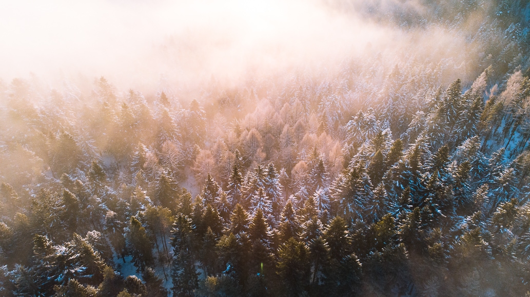 Drone shot of a forest from above.