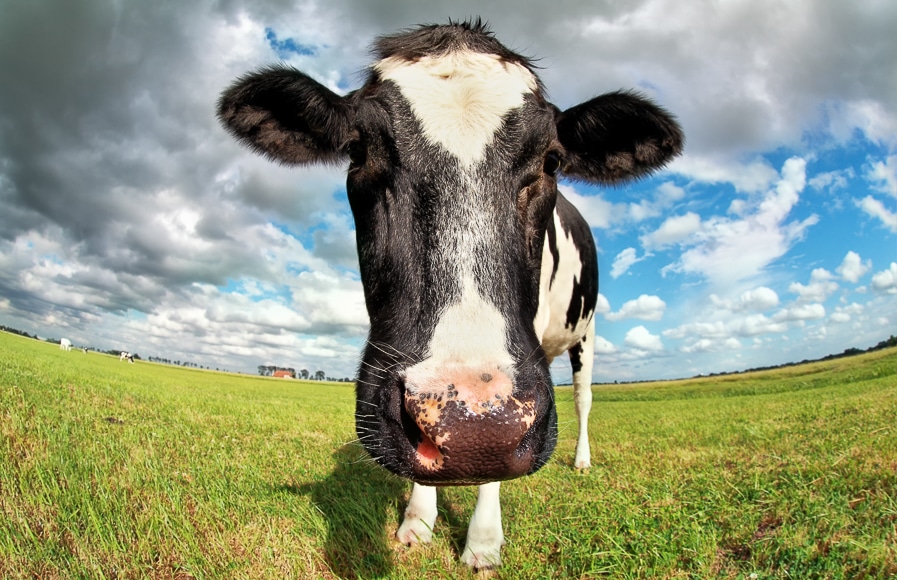 Photographers use fish eye lenses that give distorted effects.