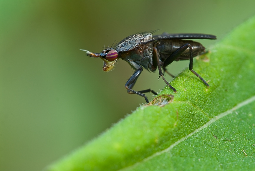 Macro image of a bug.