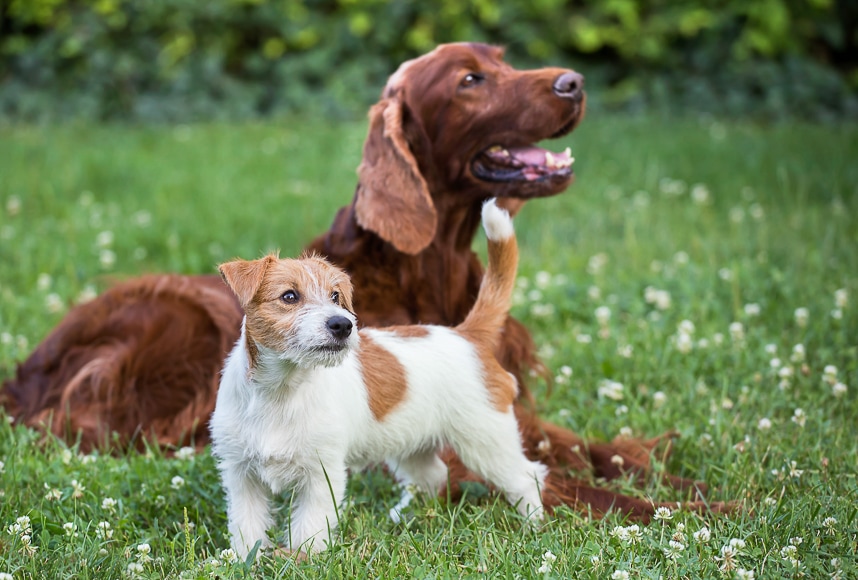 Portraiture of pets with bokeh effect.