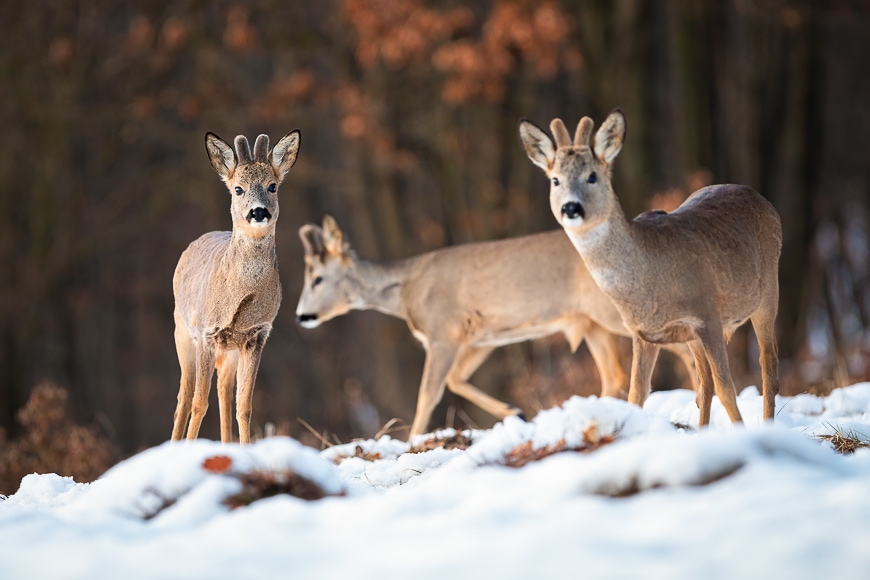 Wildlife deer in the snow.